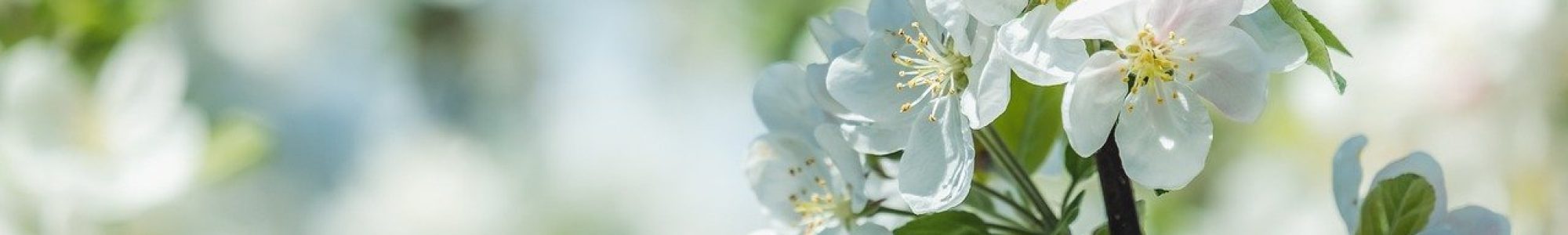 flowers, apple tree, branch